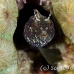 blenny_sailfin_lphr_gc_h_0275_cay4190.jpg